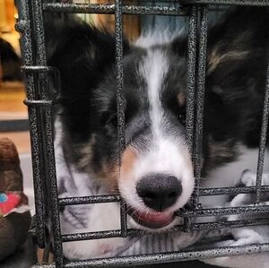 🌸LIKE THIS LISTING TO GET NOTIFIED WHEN I GO LIVE🌸